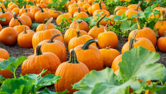 Vibrant orange pumpkins in a pumpkin patch with green leaves, perfect for fall harvest and community events at Hawthorne Historical Society.